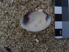 Katelysia rhytiphora