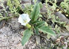 Datura leichhardtii
