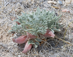 Astragalus uncialis