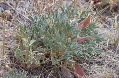 Astragalus uncialis