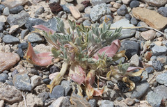 Astragalus uncialis
