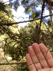 Plectorrhiza tridentata