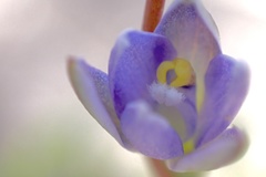Thelymitra pallidifructus