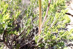 Thelymitra pallidifructus
