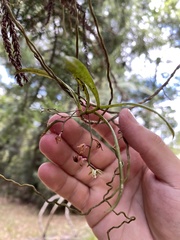 Plectorrhiza tridentata