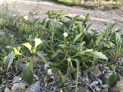 Datura leichhardtii