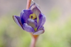 Thelymitra pallidifructus