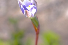 Thelymitra pallidifructus