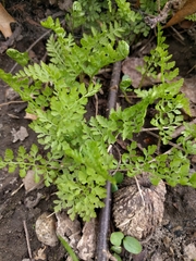 Cystopteris protrusa