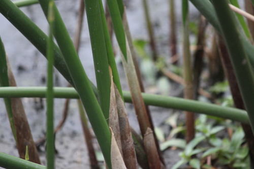Image of Cyperus articulatus by (c) Noeleen du Toit, some rights reserved (CC BY-SA)