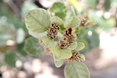 Spyridium parvifolium