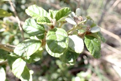 Spyridium parvifolium
