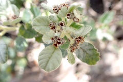 Spyridium parvifolium