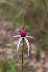 Caladenia gardneri