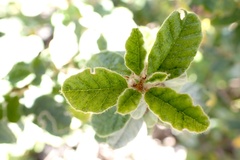 Spyridium parvifolium