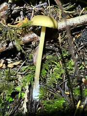 Entoloma formosum