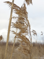 Phragmites australis