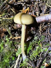 Entoloma formosum
