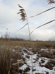 Phragmites australis