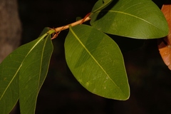 Ochna pulchra