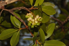 Ochna pulchra