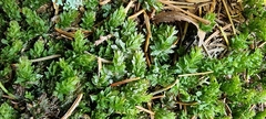 Mnium spinosum
