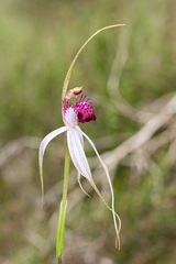 Caladenia gardneri
