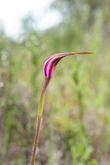 Caladenia gardneri