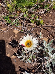 Arctotis stoechadifolia