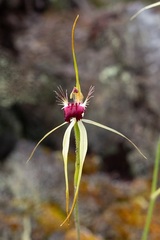 Caladenia thinicola