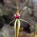 Scott River Spider Orchid - Photo (c) michelle__p, some rights reserved (CC BY-NC)