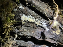 Hydnocristella himantia