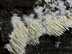 Hydnocristella himantia