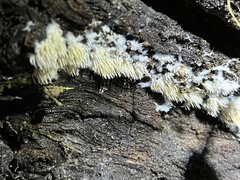 Hydnocristella himantia