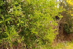 Cestrum laevigatum