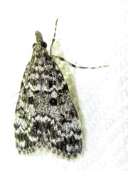 Eudonia protorthra