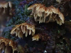 Cerrenaceae