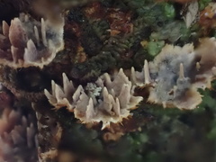 Cerrenaceae