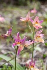 Caladenia × spectabilis