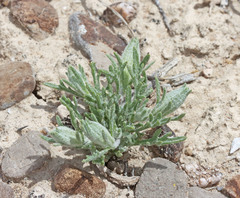 Chaenactis macrantha