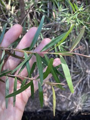 Leptospermum petersonii