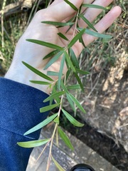 Leptospermum petersonii