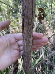Leptospermum petersonii