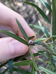 Leptospermum petersonii