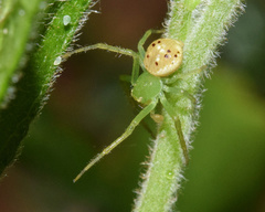 Diaea puncta