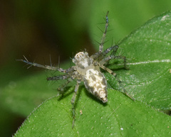 Oxyopes longispinosus