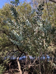 Acacia podalyriifolia