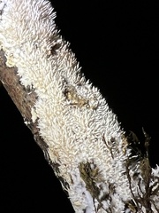 Hydnocristella himantia