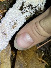 Hydnocristella himantia