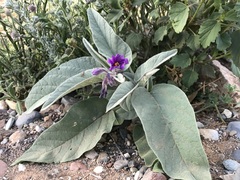 Solanum ellipticum